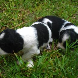 English Springer Spaniel All Grown Up from Sandhill Kennel