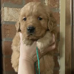 Peanut - Golden male Golden Retriever puppy in Portland, Oregon from Joyfully Golden