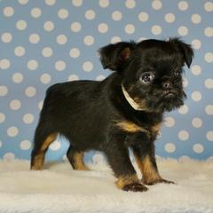 Gray Collar boy - Black and tan male Brussels Griffon puppy in Florida from Robin’s Griffons