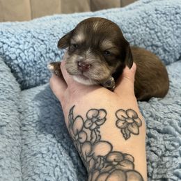 Mousse - Liver female Shihpoo puppy in Brevard County, Florida from Enchanting Puppies