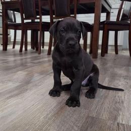 Bentley - Black male Great Dane puppy in Kannapolis, North Carolina from Carolina Great Danes & Toy Poodles