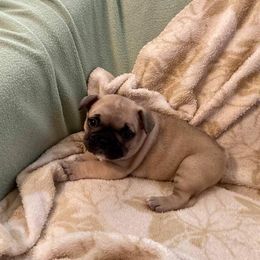 French Bulldog Puppies from Lollypop Frenchies