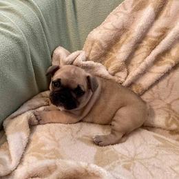 French Bulldog Puppies from Lollypop Frenchies