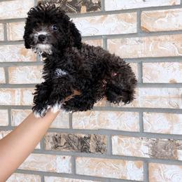 Stormy - Gray male Poodle puppy in Weeki Wachee, Florida from Dreamspoodleandmaltese