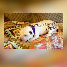 Maple - Red mottled female Australian Cattle Dog puppy in Floyd, Virginia from Southern Charm Heelers