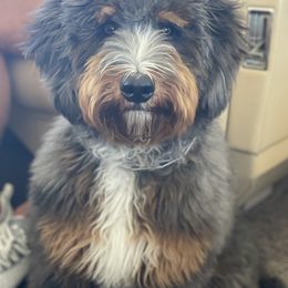 Bernedoodles from Fife and Wife Ranch LLC