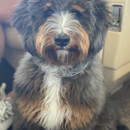 Bernedoodles from Fife and Wife Ranch LLC