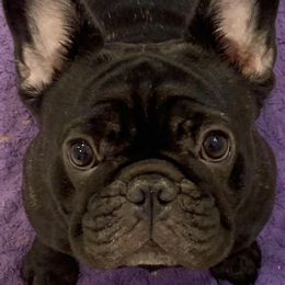 French Bulldogs from Ruchi French Bulldogs