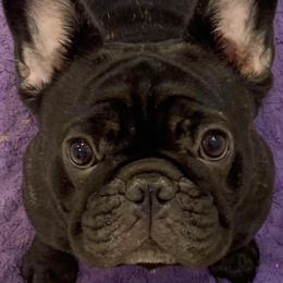 French Bulldogs from Ruchi French Bulldogs