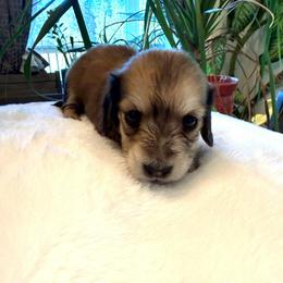 Girl5 - Cream female Dachshund puppy in Spokane, Washington from Dearhaven Doxie