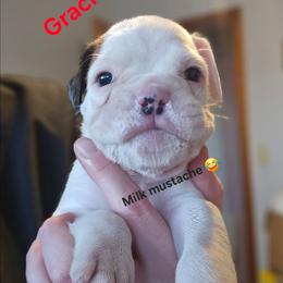 Gracie - White female Boxer puppy in East Moline, Illinois from WildRiver Boxers