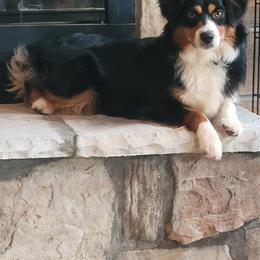 Miniature Australian Shepherd All Grown Up from Okie's Aussies