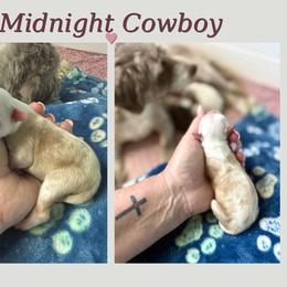 Midnight Cowboy - Cream male Aussiedoodle puppy in Arizona from Coats of Many Colors LLC