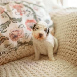 Scandal - Blue merle male Aussiedoodle puppy in Inman, South Carolina from Dark Corner Doodles