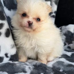Bandit - Cream male Pomeranian puppy in Newport Beach, California from Exotic City Pomeranians and chihuahuas