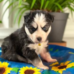 Sunflower - Black and white female Siberian Husky puppy in Sherwood, Oregon from Whiskey River Siberians