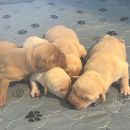 3rd pick - Yellow female Labrador Retriever puppy in Four Oaks, North Carolina from TLC Retrievers