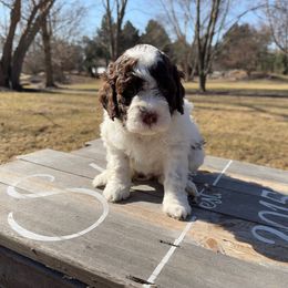 Girl 3 - Off-white Lagotto Romagnolo puppy in Illinois from Spalvieri Lagotti Services
