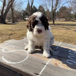 Girl 3 - Off-white Lagotto Romagnolo puppy in Illinois from Spalvieri Lagotti Services