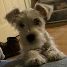 Miniature Schnauzers from Larios,s