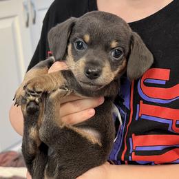 Romeo - Blue and cream male Dachshund puppy in Chino Valley, Arizona from Dachshund Family Love Breeders