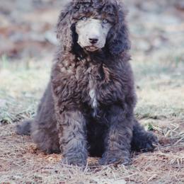 Australian Labradoodle and Poodle Puppies from Hunter Farm