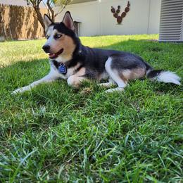 Glacier - Pomsky