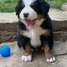 Boy 3 - Black rust and white Bernese Mountain Dog puppy in Winslow, Arkansas from Brentwood Berners