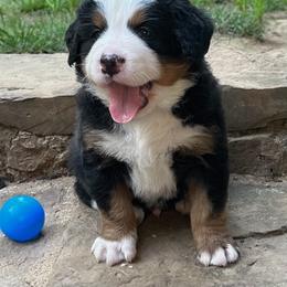 Boy 3 - Black rust and white Bernese Mountain Dog puppy in Winslow, Arkansas from Brentwood Berners