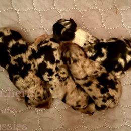 Australian Shepherd Puppies from Southern Sass Aussies