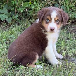 RTM - Royal blue Collar - Red tri male Miniature Australian Shepherd puppy in Natural Dam, Arkansas from Natural State Aussies