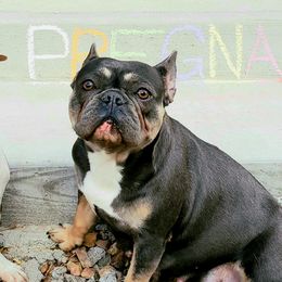 Sadie - French Bulldog