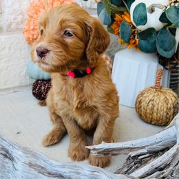 Hot Pink - female Golden Mountain Doodle puppy in Leander, Texas from Olive Grove Doodles