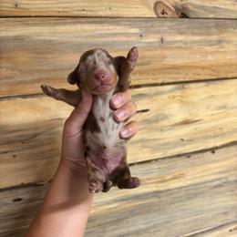 Daisy's Male 1 - Dapple male Dachshund puppy in Rattan, Oklahoma from Burgett’s Barnyard Dachshunds