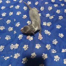 Valentina - White and blue female Italian Greyhound puppy in Dallas, Texas from Oremor's