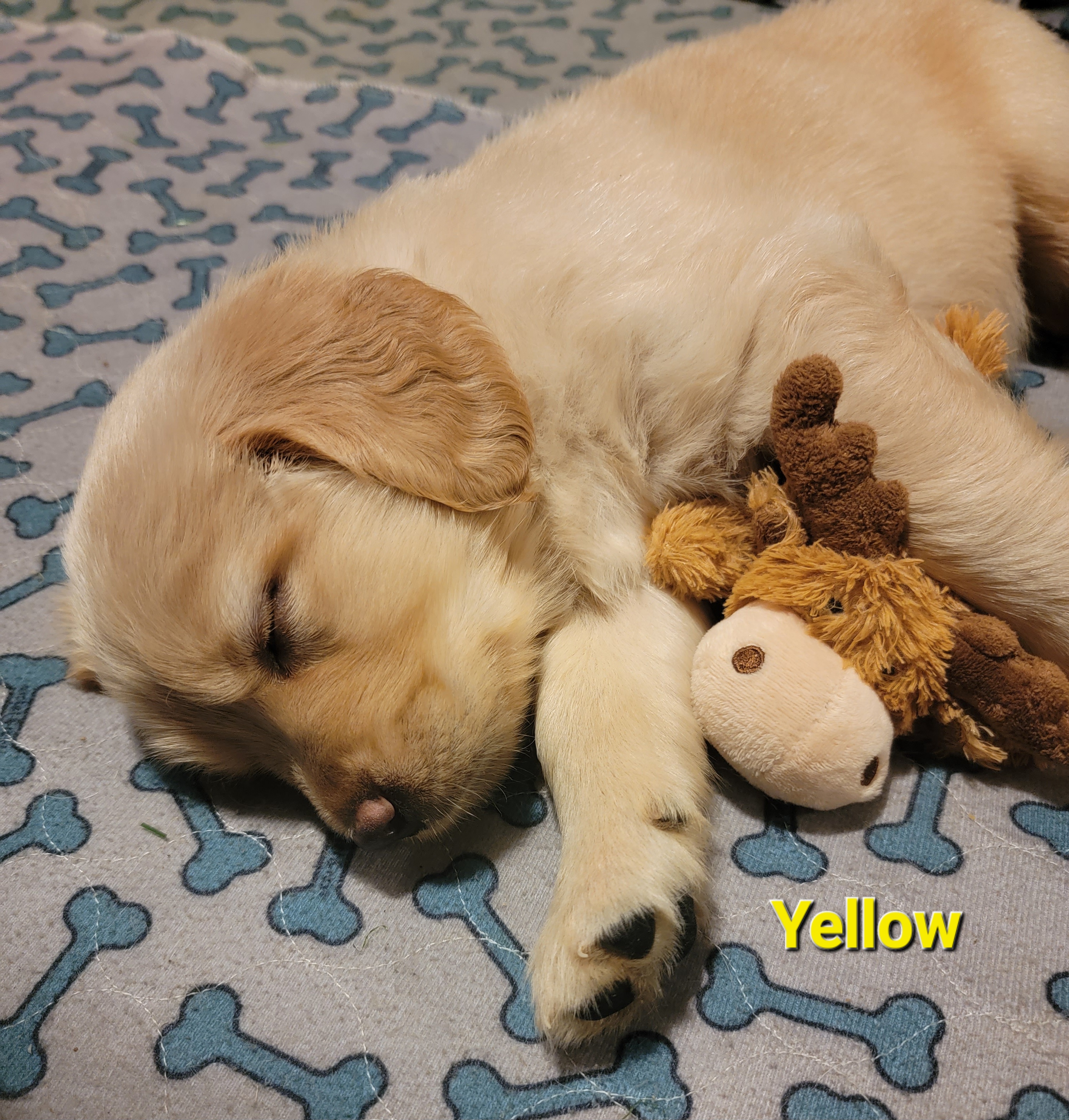 Golden Retriever Puppies from JK Goldens