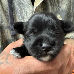 Purple girl - Black and silver female Miniature Schnauzer puppy in Oneonta, Alabama from Murphree Valley Kennels