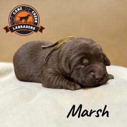 Marsh - Chocolate female Labrador Retriever puppy in Dickson, Tennessee from Cane Creek Labradors