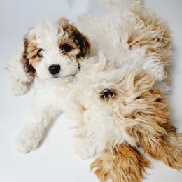 Aussiedoodle, Miniature Australian Shepherd, and Poodle Puppies from Fine and Dandy Aussiedoodles
