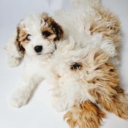 Aussiedoodle, Miniature Australian Shepherd, and Poodle Puppies from Fine and Dandy Aussiedoodles