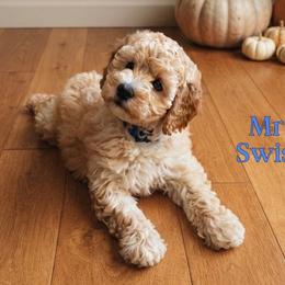 Mr. Swiss - Apricot male Goldendoodle puppy in Sacramento, California from Dandy Doodles Goldendoodles
