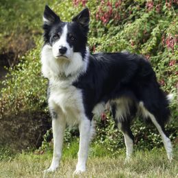 Tucker - Border Collie