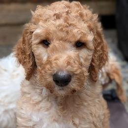 Red Collar - Apricot male Goldendoodle puppy in Olympia, Washington from Sinclairdoodles
