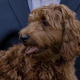 Gigi - Goldendoodle