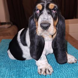Girl 2 - Basset Hound puppy from Long's Mount Olympus Basset Hounds