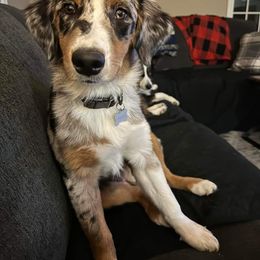 Australian Shepherd All Grown Up from Lone Tree Aussies