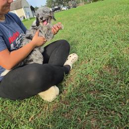 Pistachio - Blue merle female Aussiedoodle puppy in Lithia, Florida from Waterford Doodle Farm