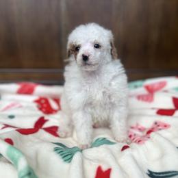 Everett - Parti male Poodle puppy in Quitman, Mississippi from P&D Palace