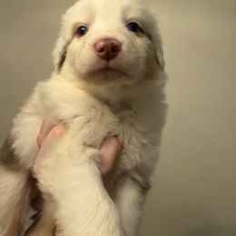 Blue - Red merle male Australian Shepherd puppy in Oneida, Tennessee from Miller's Legacy Natural Australian Shepherds - Full Tails & Dewclaws!