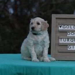 Goldendoodle and Sheepadoodle Puppies from Major League Doodles